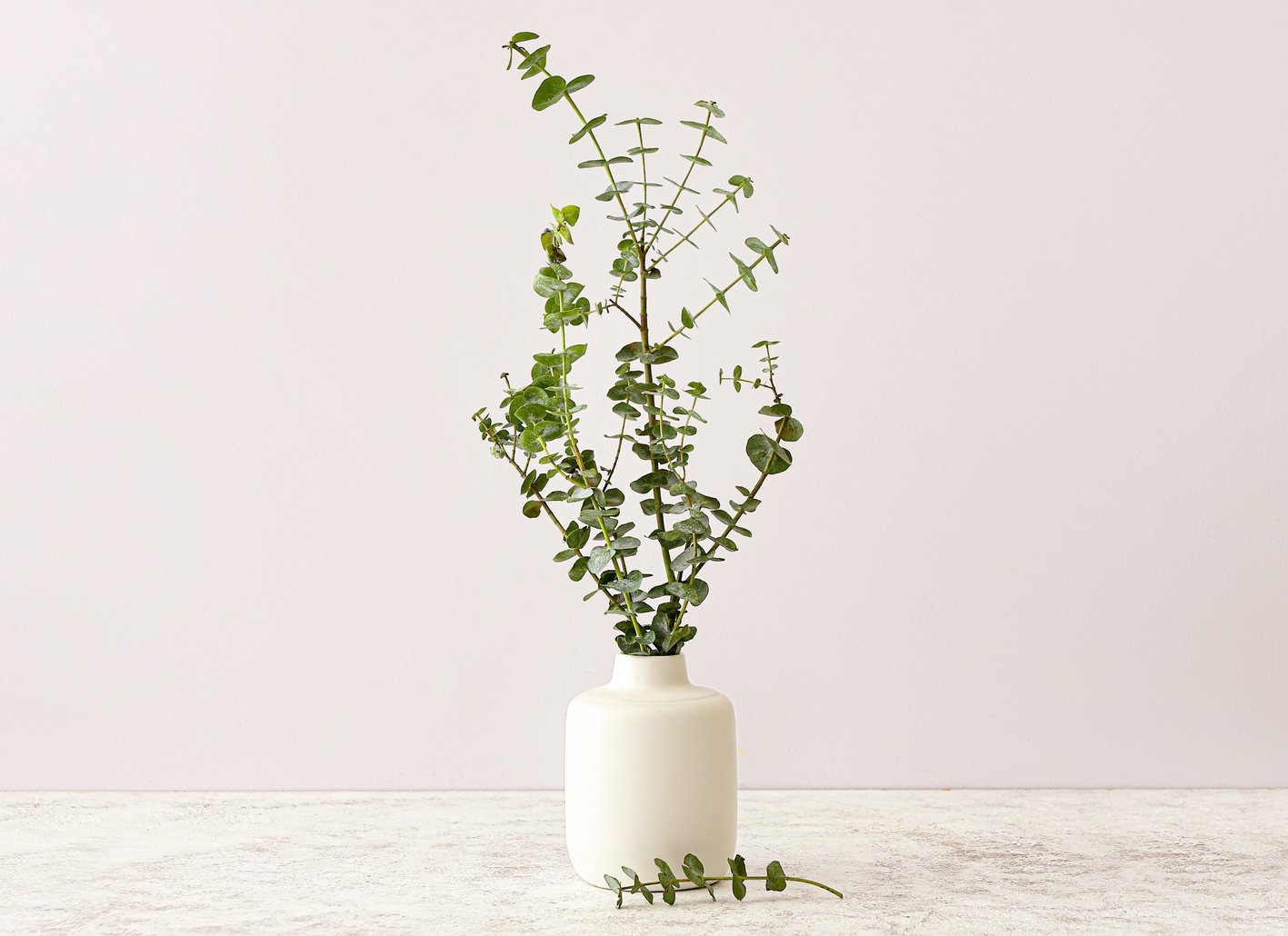 Vase with Fresh Eucalyptus Branch on Table